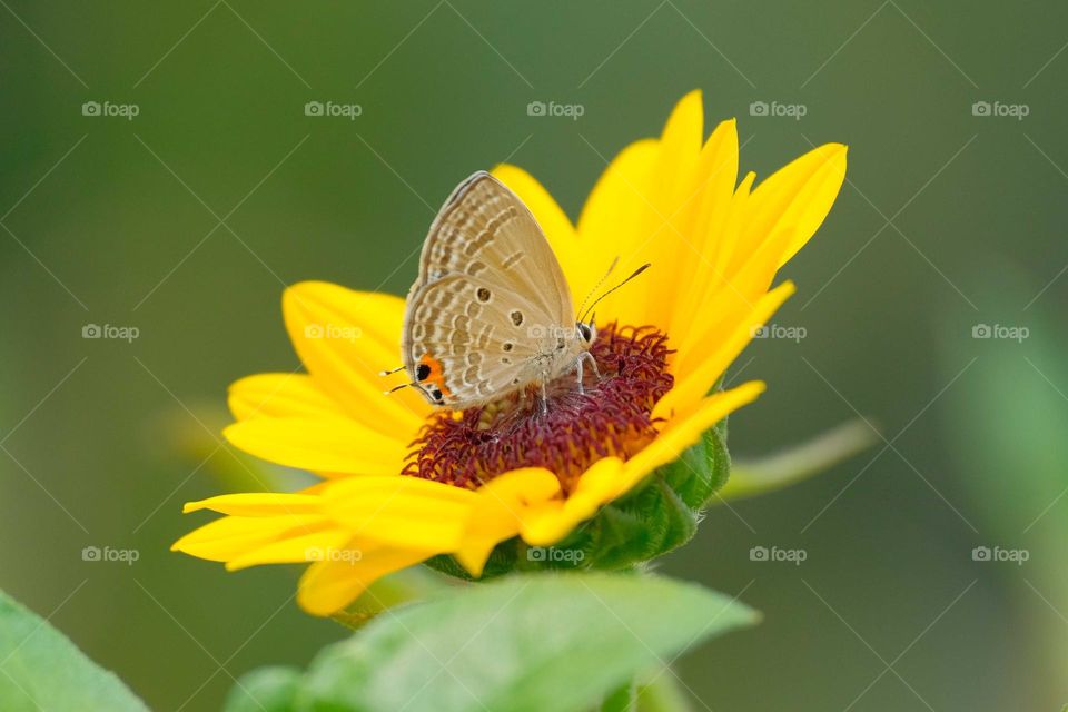 butterfly in the flower