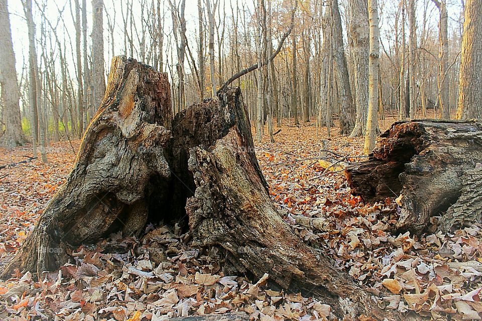 Broken tree in forest