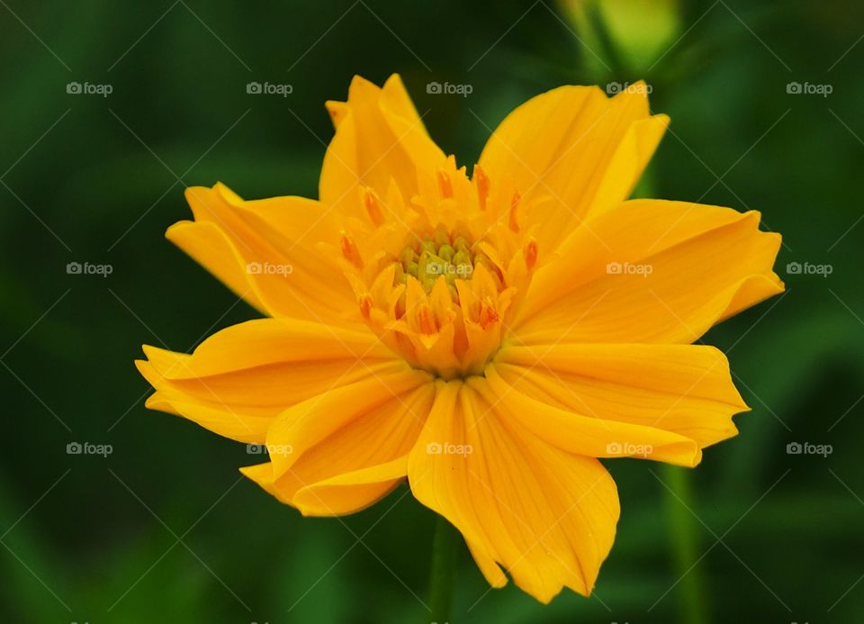 A beautiful cosmos flower