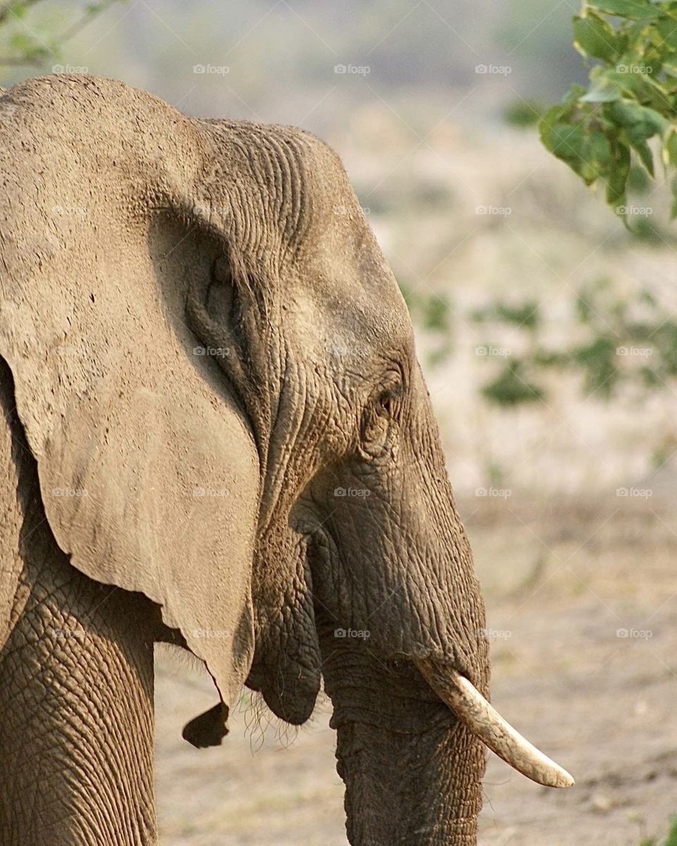 Elephant close up 