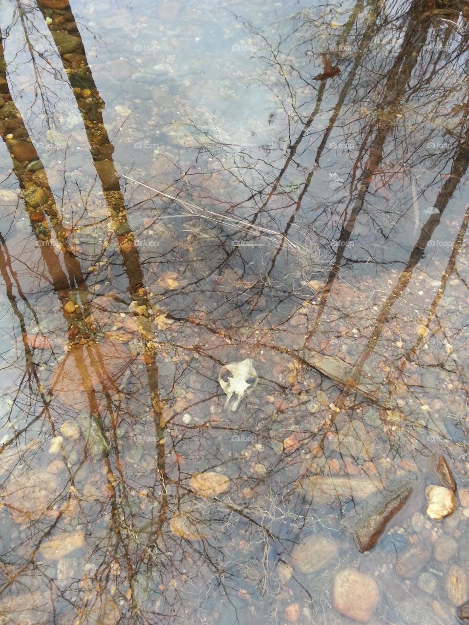 Skull in the river