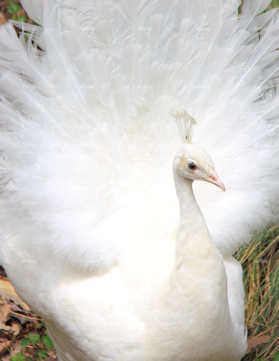 White peacock 