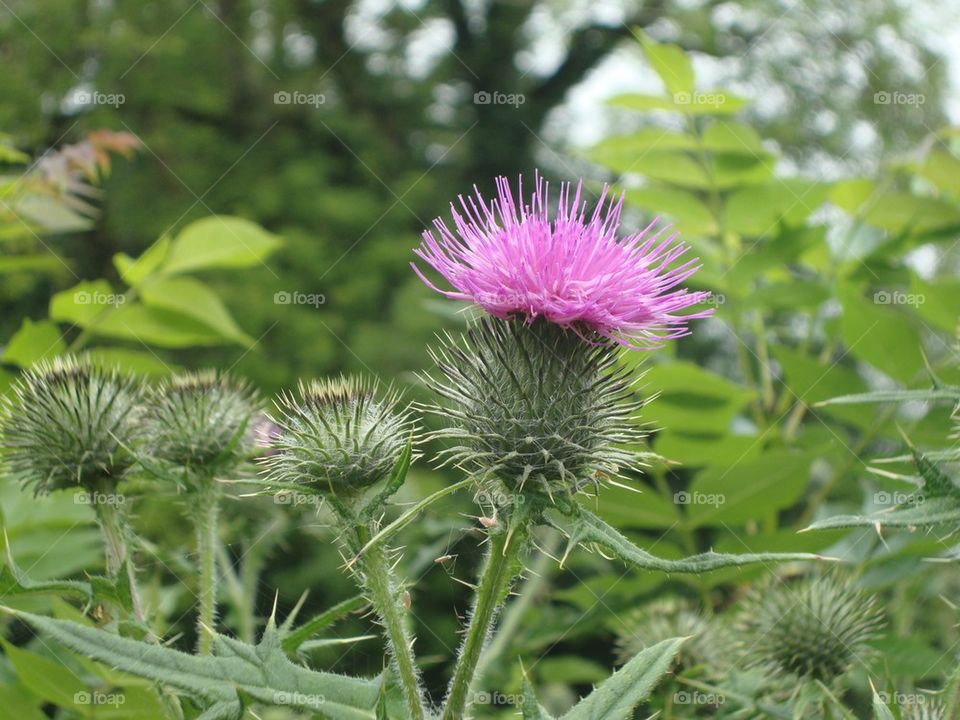 Purple Thistle