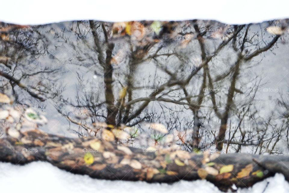 Reflection in a Puddle