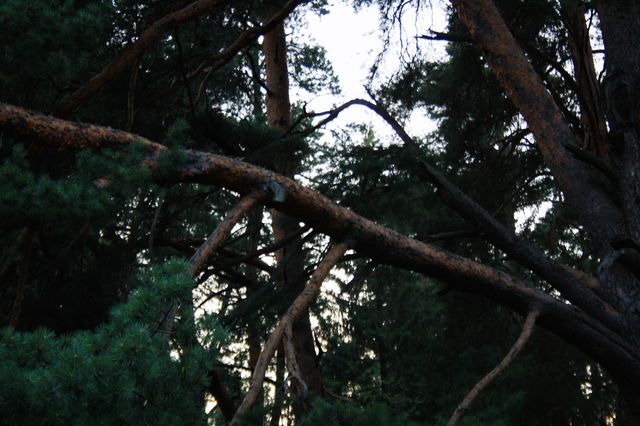 Old trees
