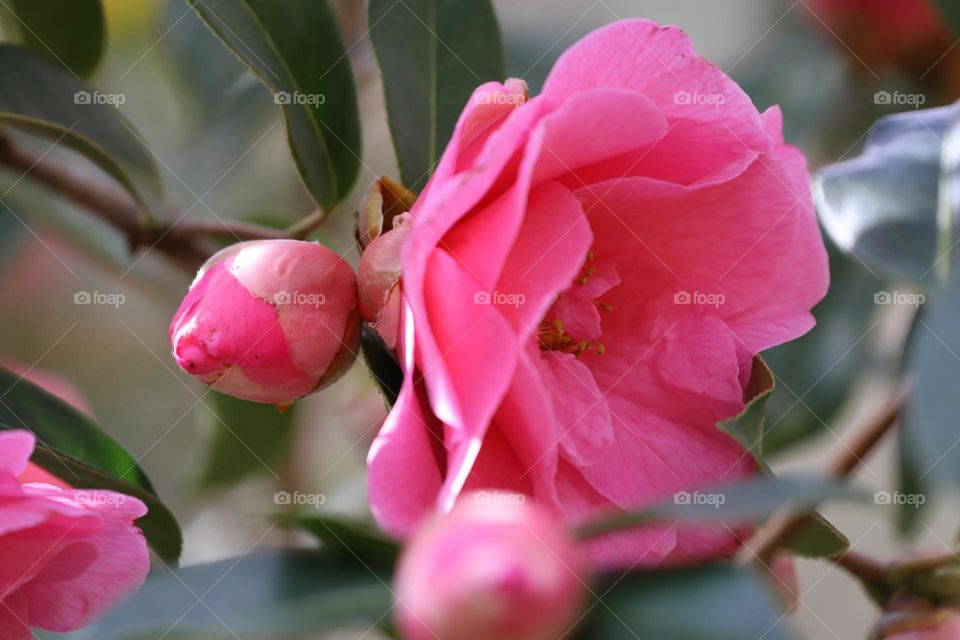 Camellia 