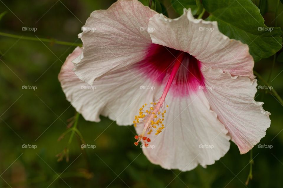 Close-up of hibiscus flower