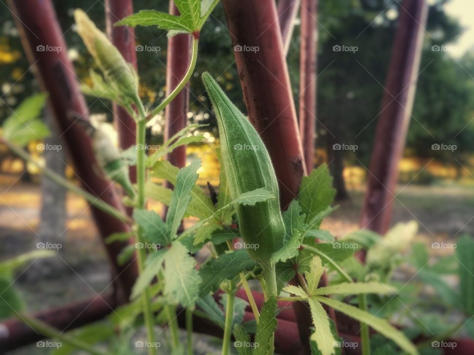 An okra plant with an okra and bloom in a cattle hay feeder