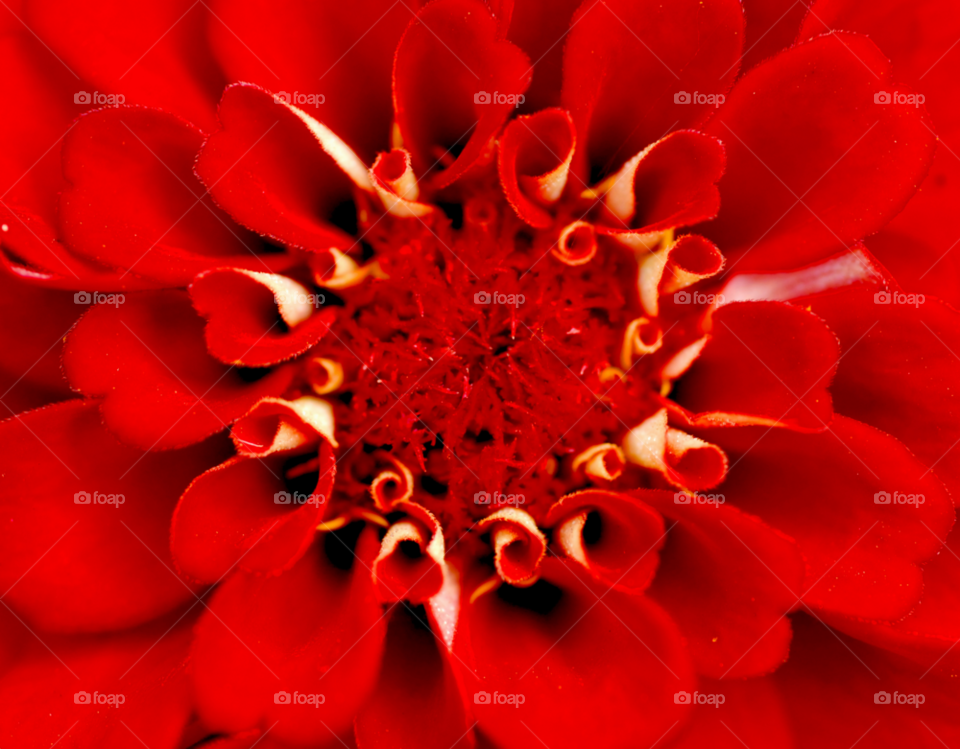 flower red inside by lightanddrawing