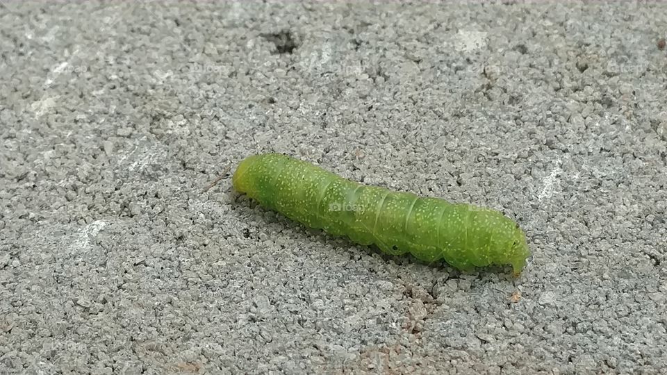 Caterpillar