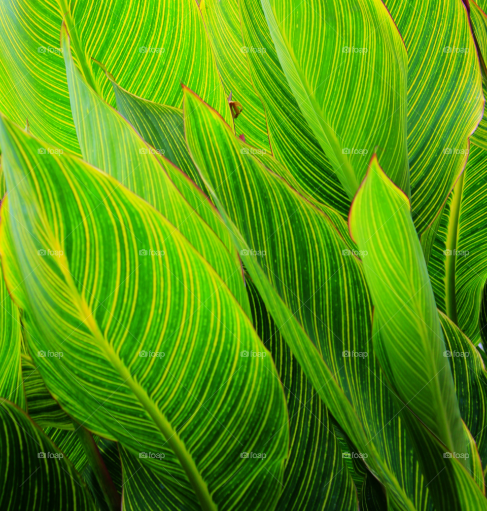 green background outdoor leaves by kphotographic