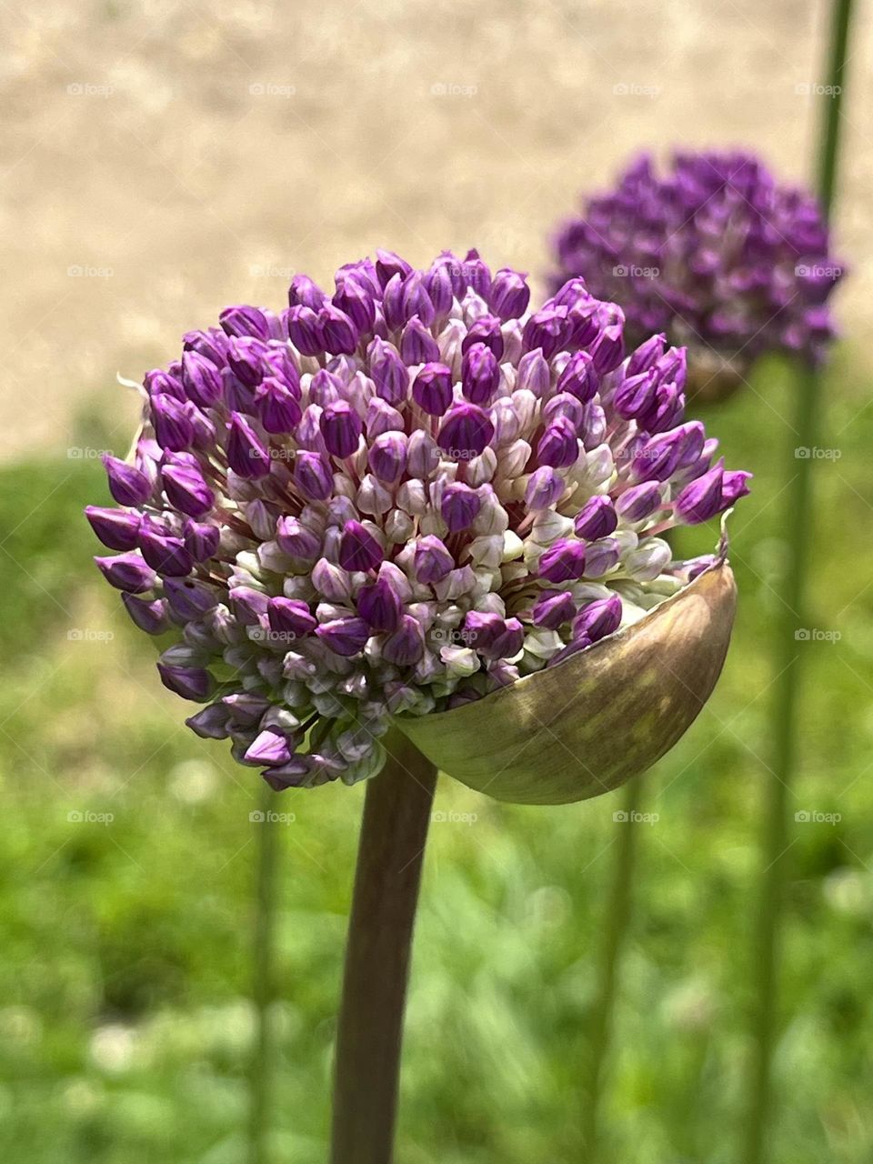 Beautiful purple flower 