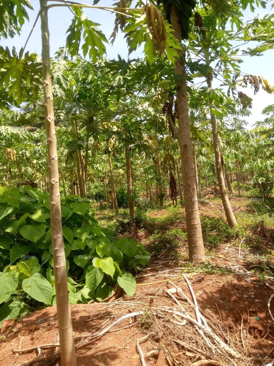 pawpaw farm with fruit very good and beautiful