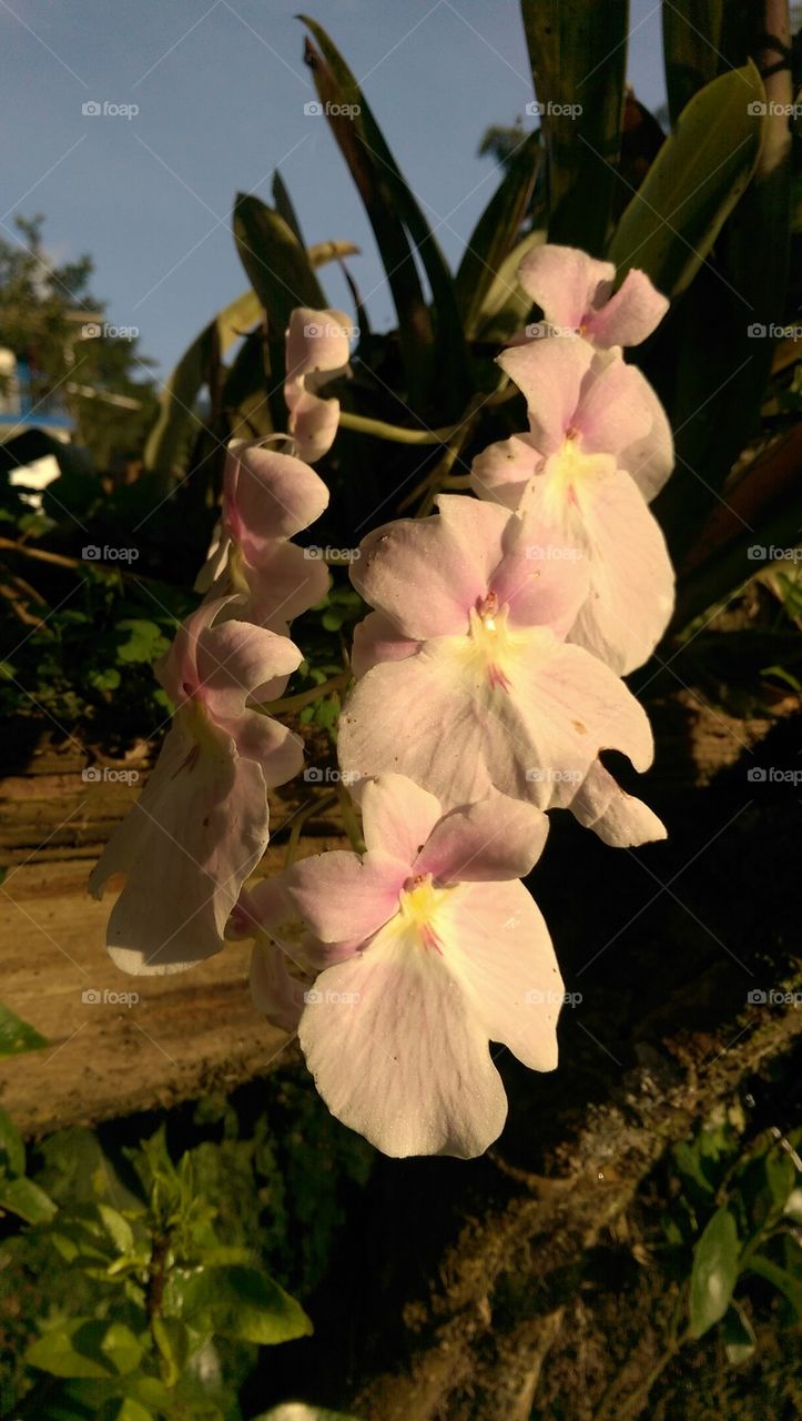 orchids
