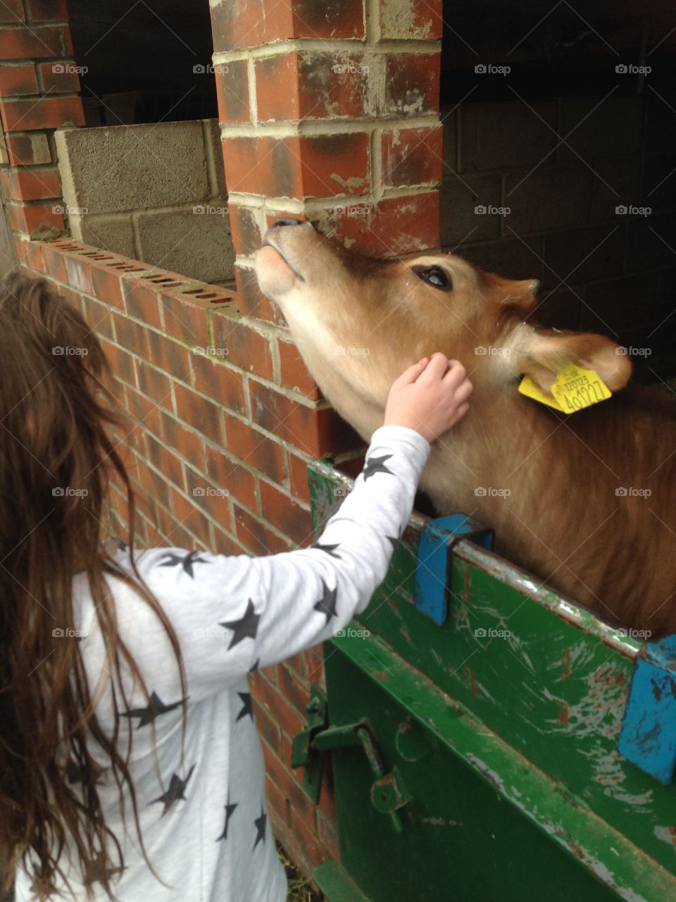 Cow getting a scratch