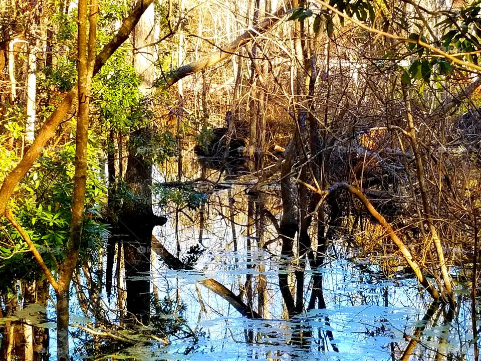 North Carolina Marshes