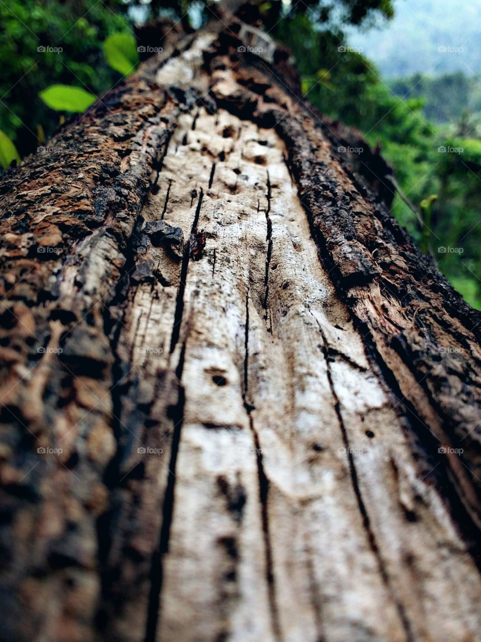 wood