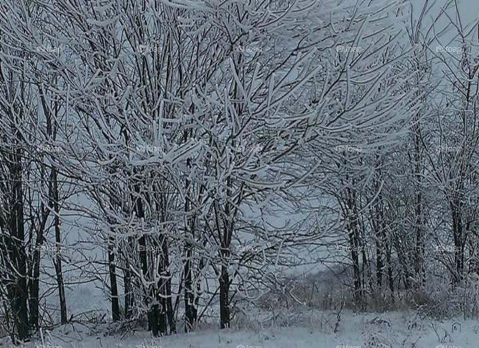 stillness. Harden trees in frost