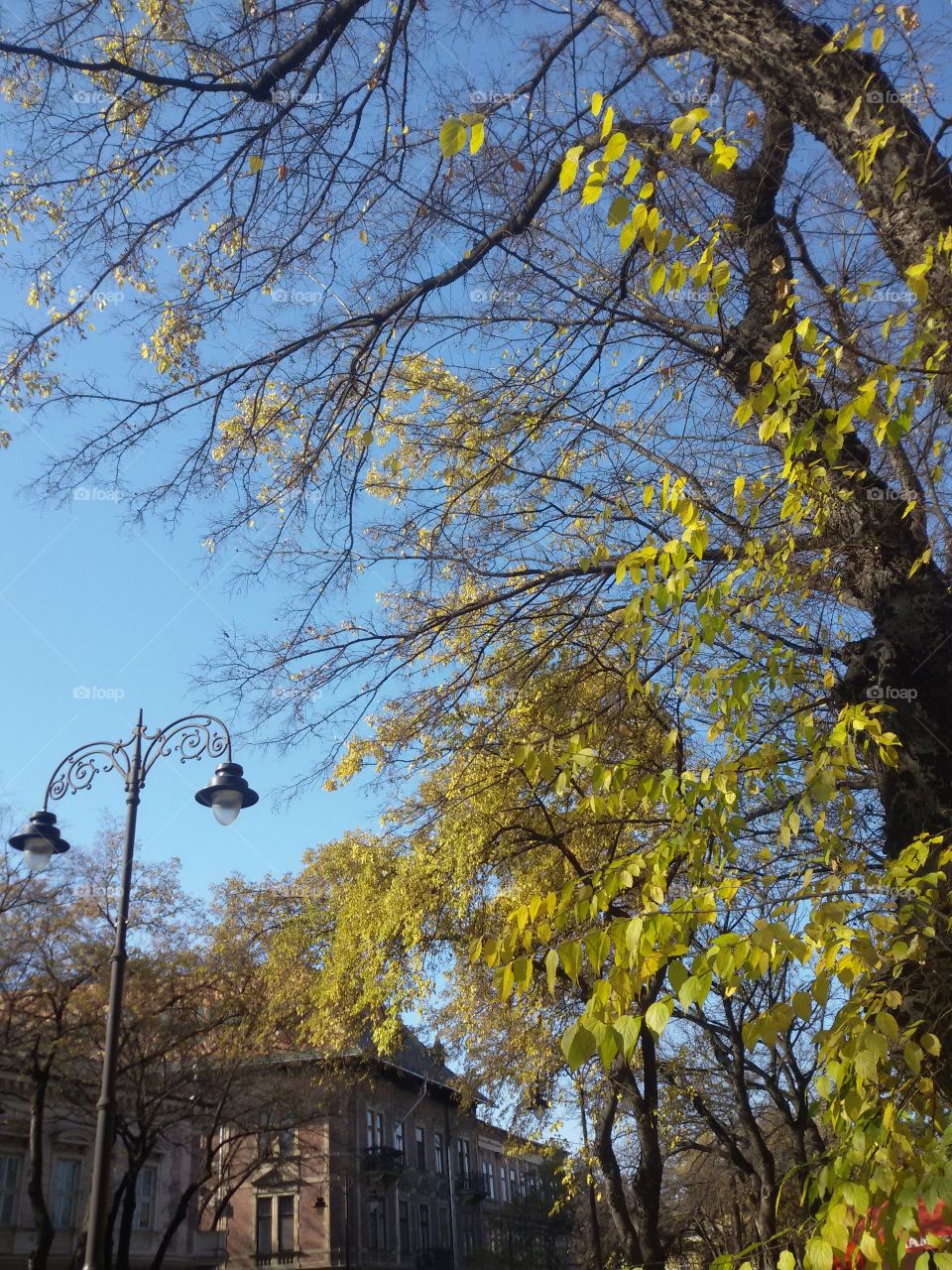 Autumn leaves on the tree