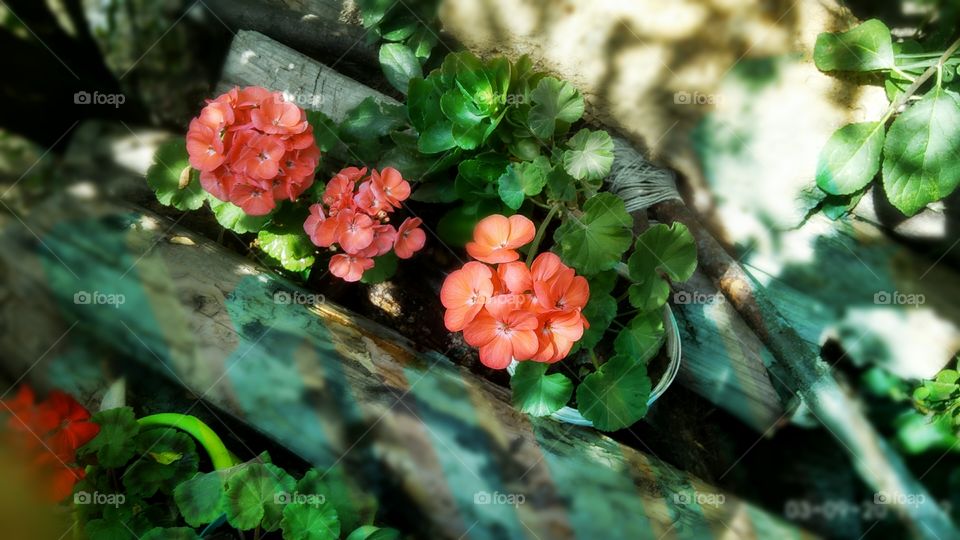 pelargonium F1 Diana, salmon-colored flowers, unpretentious bloom at home and in the fresh air