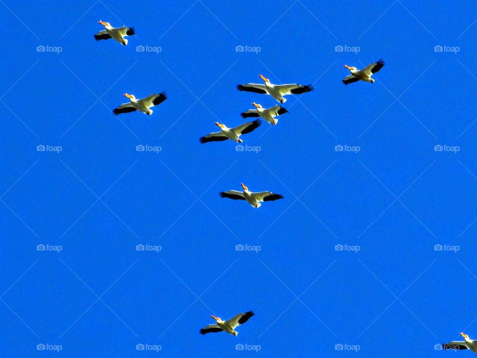 Pelicans heading north