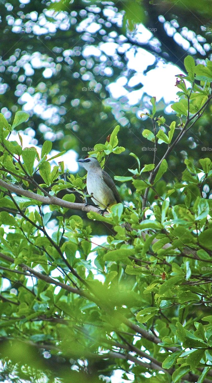Bird on a tree branch 