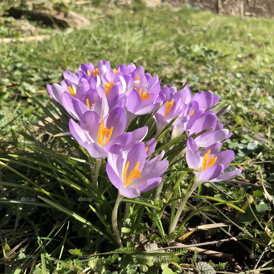 Purple crocus in full bloom in springtime