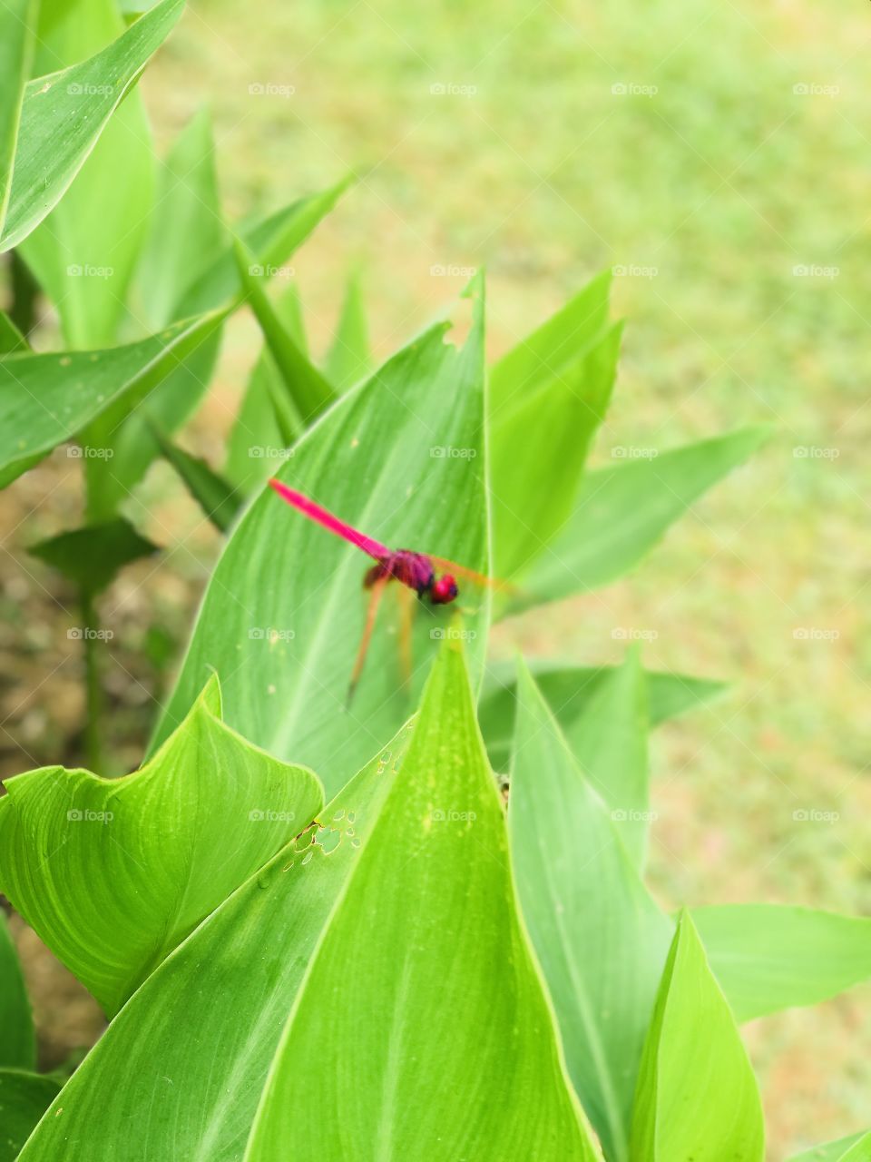 Dragonfly on green leaf