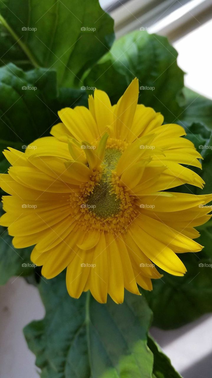 Siamese Twins Conjoined Yellow Flower