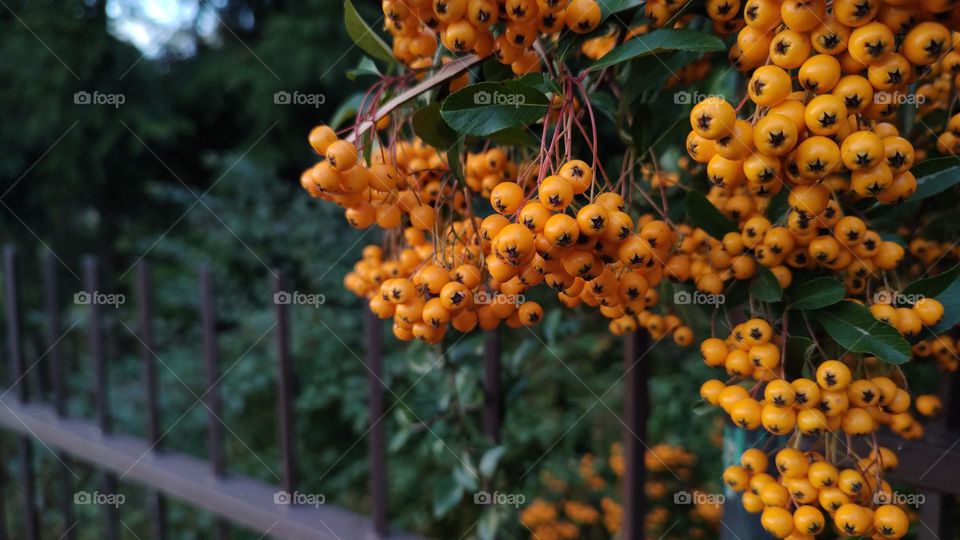yellow berries on a background of green leaves