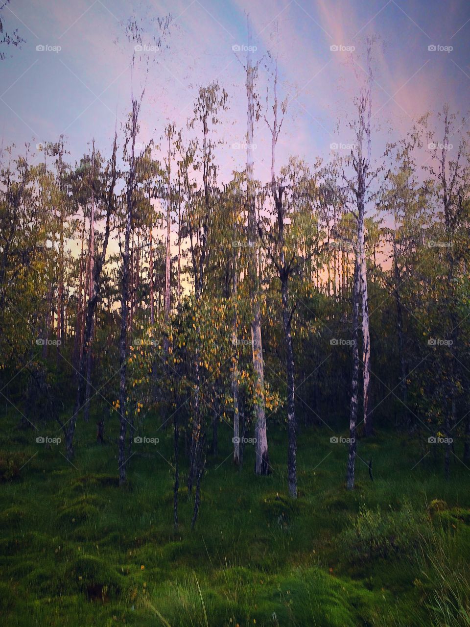 Forest in the fall