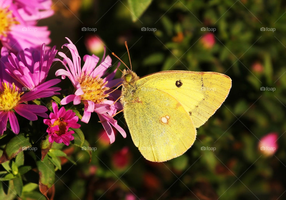 Yellow butterfly