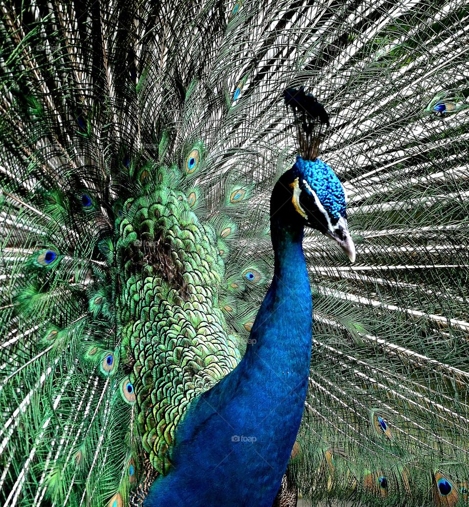 Male peacock proudly flaunting ots feathers