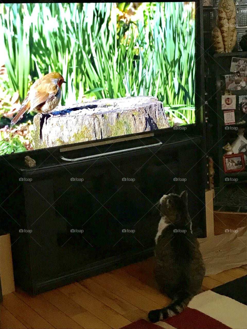 Cat bird watching 