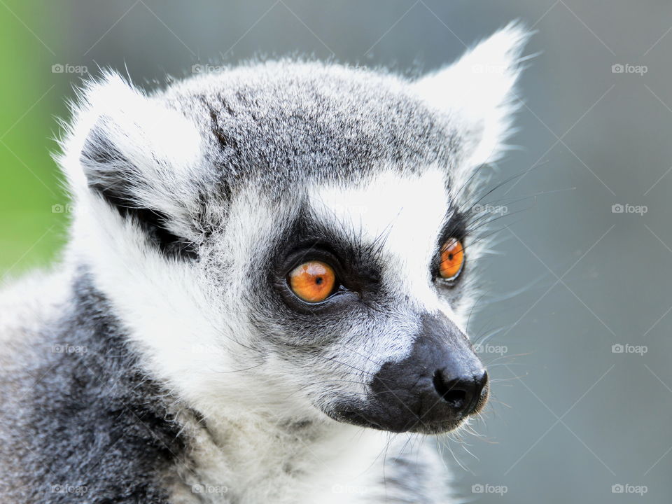 Close-up of a lemur