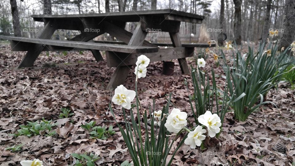 Picnic Table with Easter Lillies