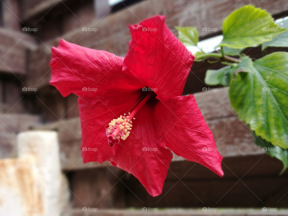 Hibiscus flowers