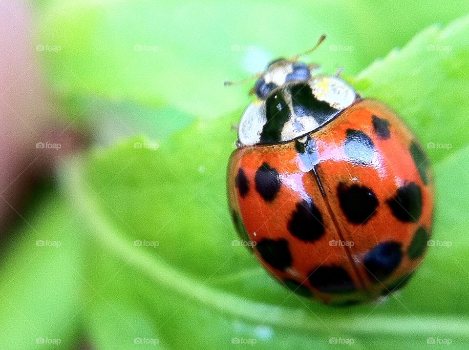 Ladybug on green leaf