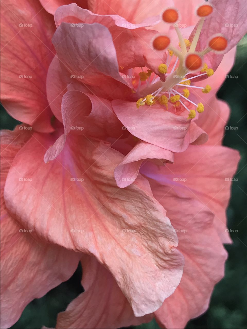 Pink hibiscus 
