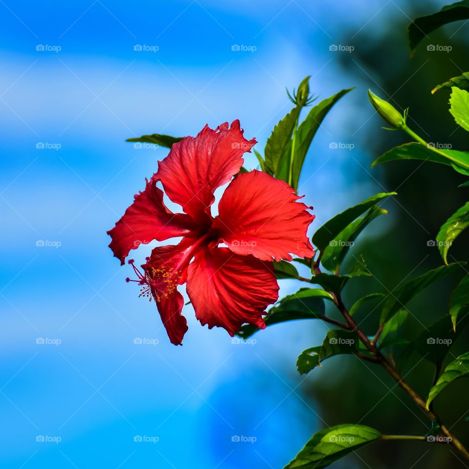 Wild hibiscus, so common in Hawaii