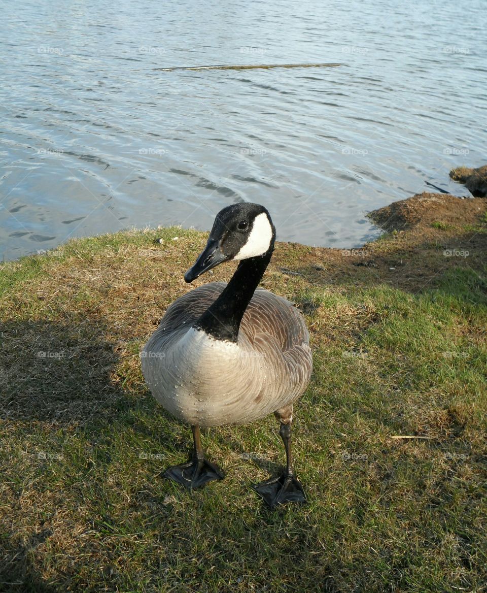 Goose face attitude. Goose giving me attitude