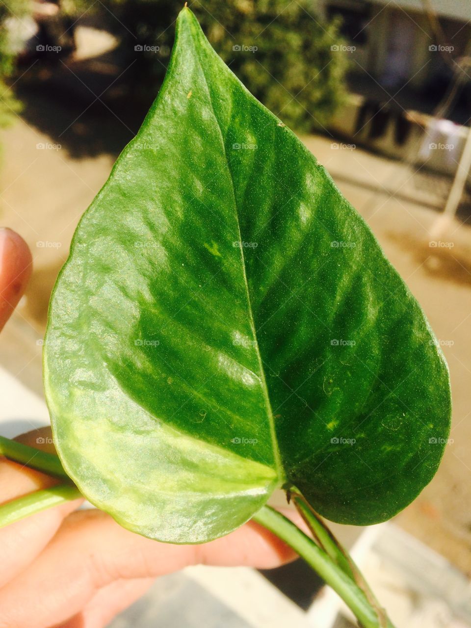 Money plant leaf