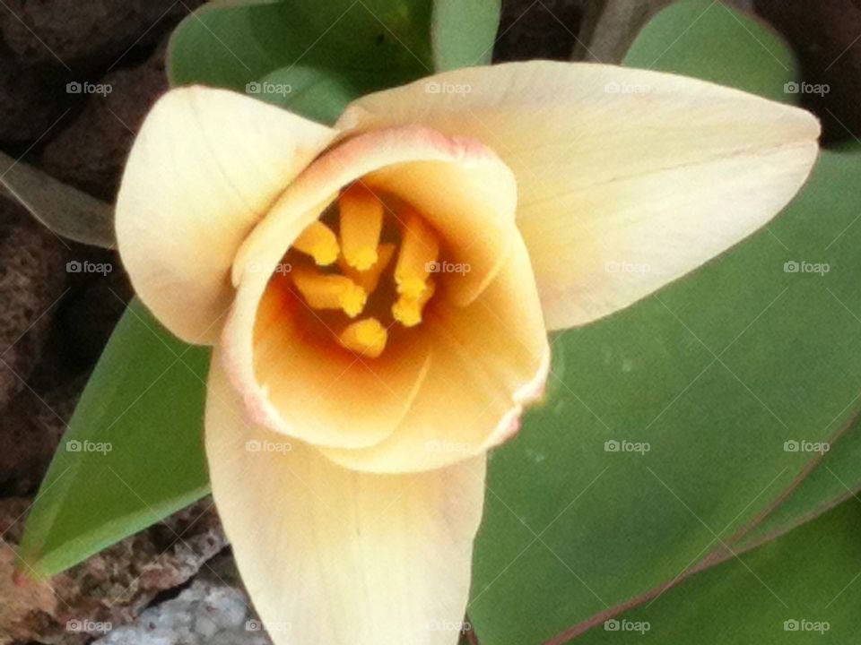 First Spring Tulip