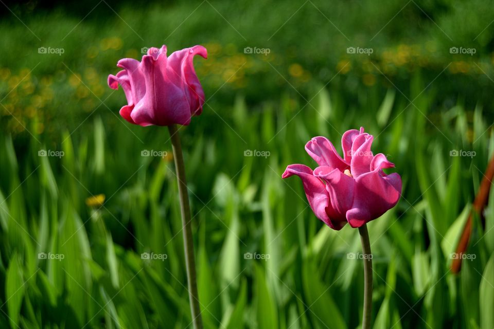 Bright tulips 