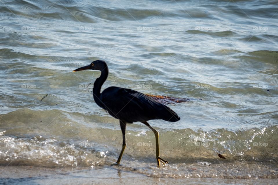 Wild life on the beautiful island ... koh Lipe Thailand