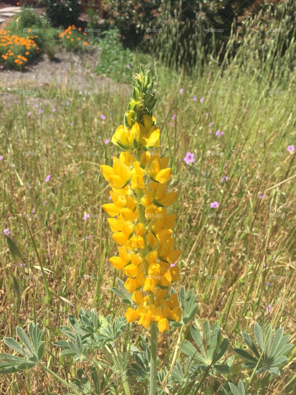 Born to Stand Out. This golden lupine sure has a point that we can all learn from.