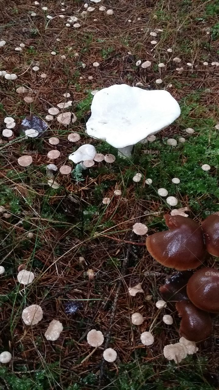 Muschroom svampar. svampskog