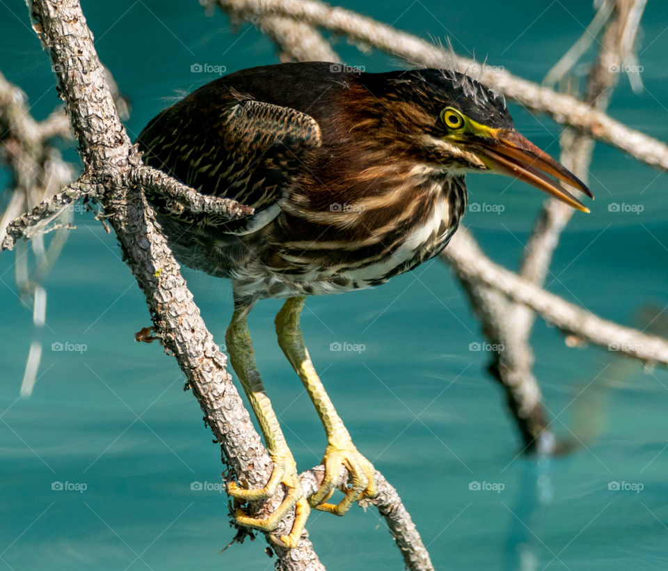 Green Heron