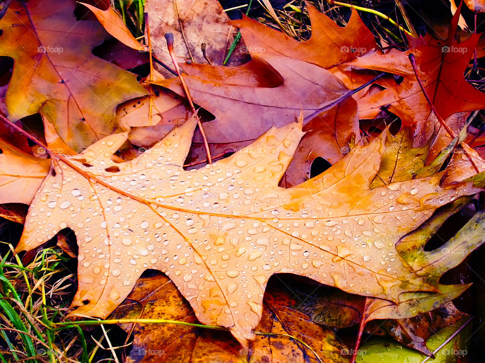 Autumn rainy day 