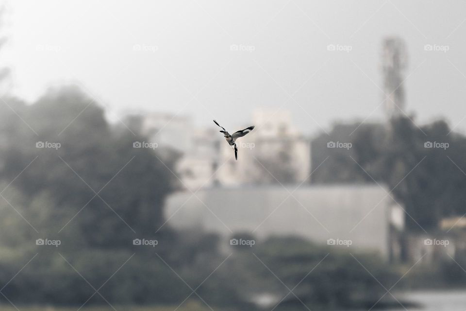 kingfisher hunt node